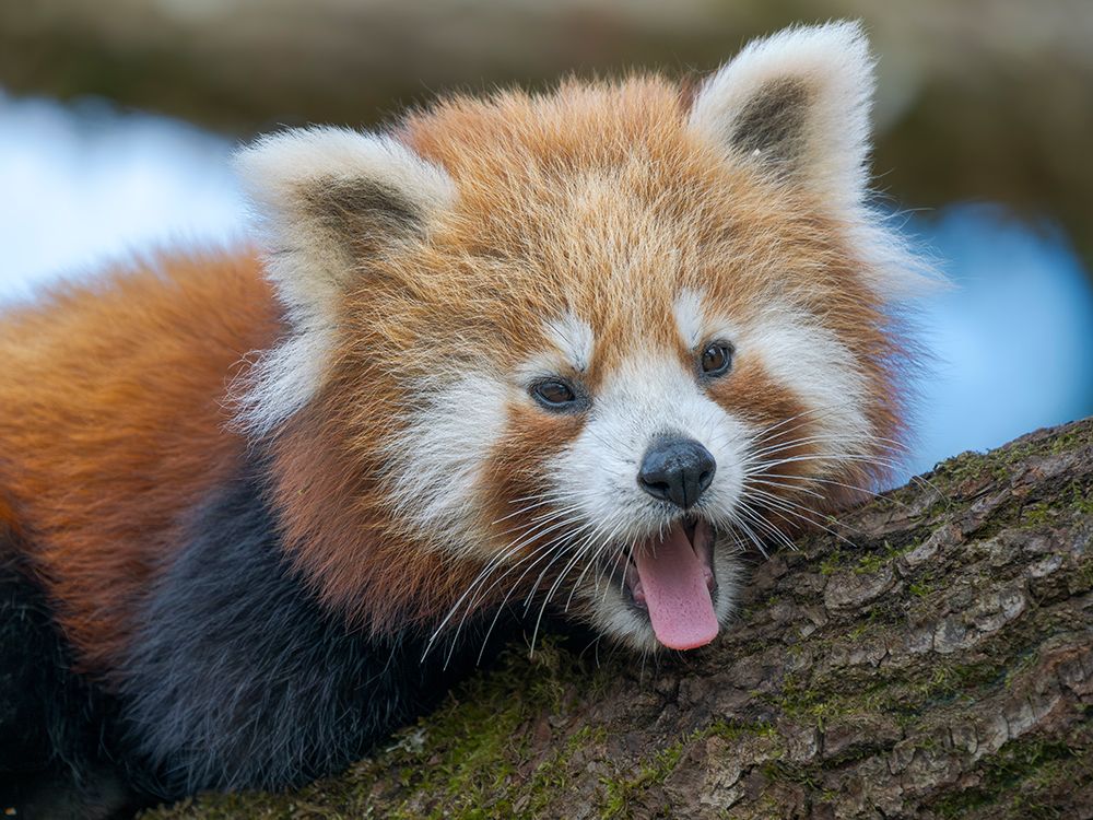 Red Panda or Lesser Panda in Hellabrunn Zoo in Munich. Germany, Munich art print by Martin Zwick for $57.95 CAD