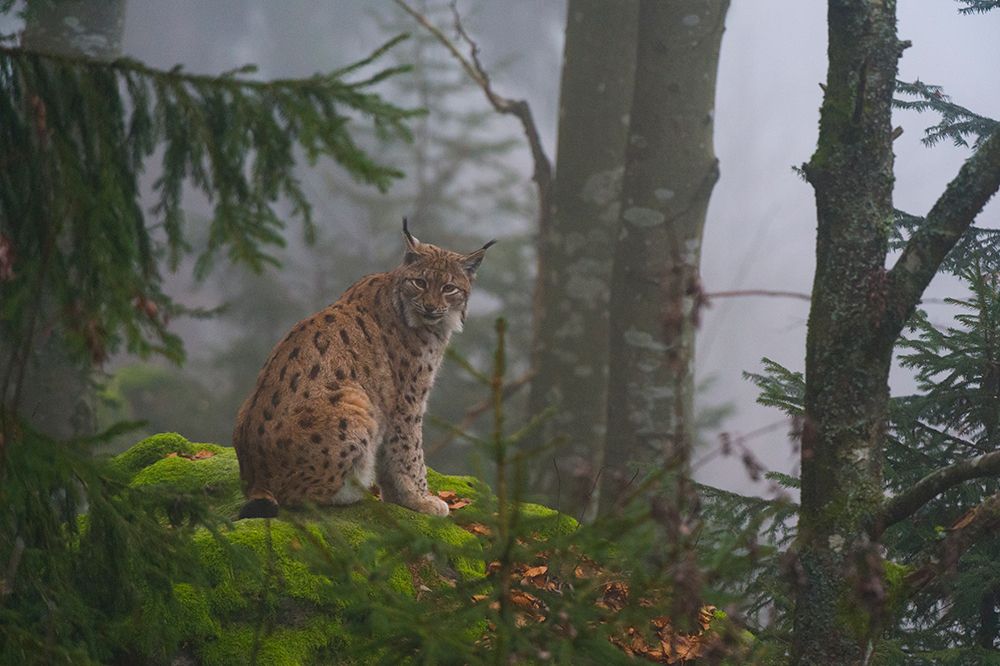 A European lynx-sitting on a mossy boulder in a foggy forest Bavaria-Germany art print by Sergio Pitamitz for $57.95 CAD