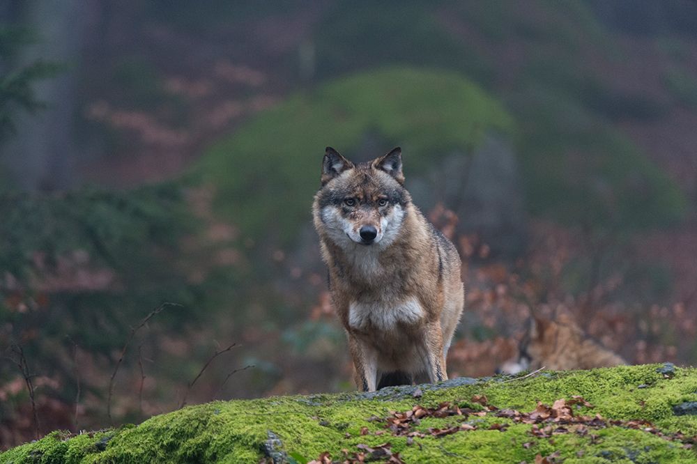 Portrait of a gray wolf-Canis lupus-on a mossy boulder in a foggy forest Bavaria-Germany art print by Sergio Pitamitz for $57.95 CAD