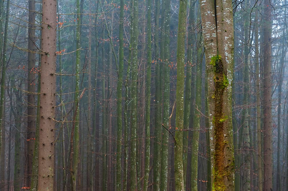 A foggy forest with mossy tree trunks Bavaria-Germany art print by Sergio Pitamitz for $57.95 CAD