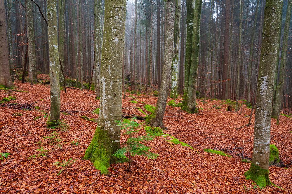 A foggy Bavarian forest in autumn Bavaria-Germany art print by Sergio Pitamitz for $57.95 CAD