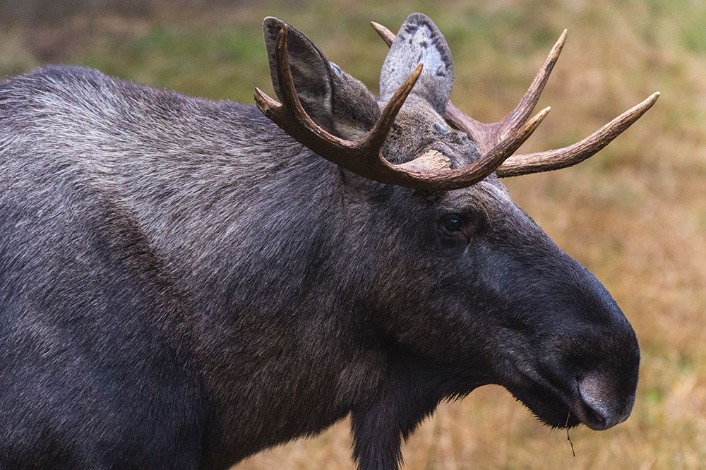 Close-up portrait of a captive Eurasian elk-Alces alces Bavaria-Germany art print by Sergio Pitamitz for $57.95 CAD