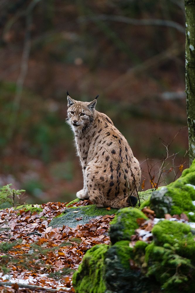 A European lynx-sitting on a mossy rock and looking at the camera Bavaria-Germany art print by Sergio Pitamitz for $57.95 CAD