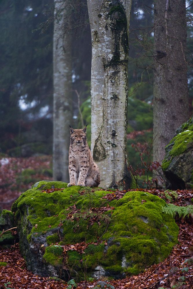 A European lynx-sitting atop a mossy boulder in a scenic forest Bavaria-Germany art print by Sergio Pitamitz for $57.95 CAD