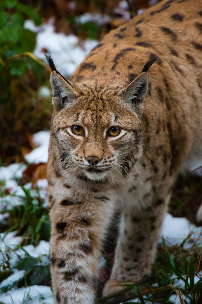 Portrait of a European lynx-walking in snow Bavaria-Germany art print by Sergio Pitamitz for $57.95 CAD