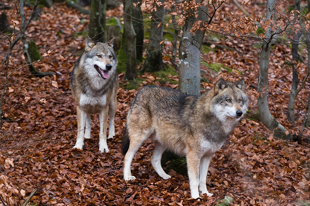 Portrait of two gray wolves-Canis lupus-in fallen leaves in a forest Bavaria-Germany art print by Sergio Pitamitz for $57.95 CAD