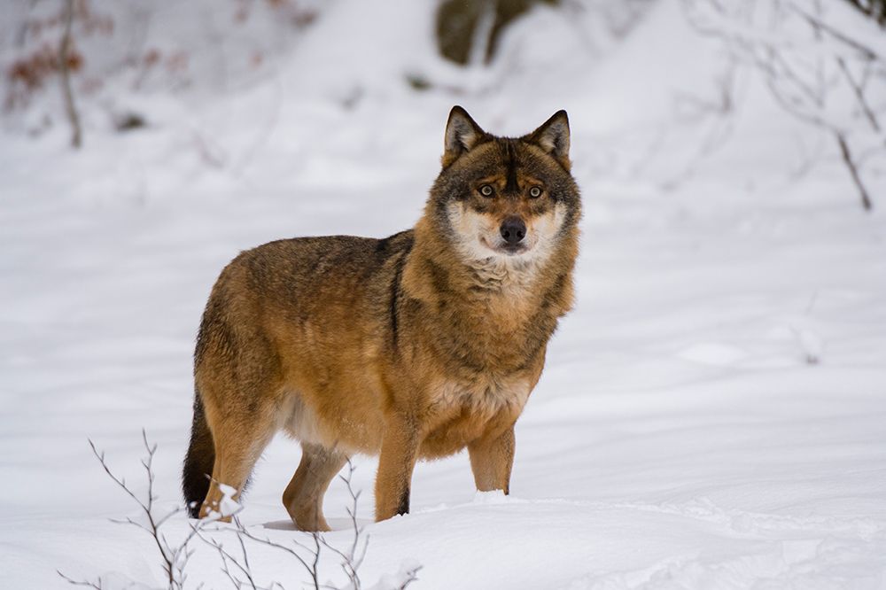 A Gray wolf-Canis lupus-in Bavarian Forest National Park Germany art print by Sergio Pitamitz for $57.95 CAD