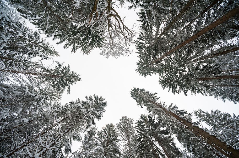 Low angle view of trees in Bavarian Forest National Park Germany art print by Sergio Pitamitz for $57.95 CAD