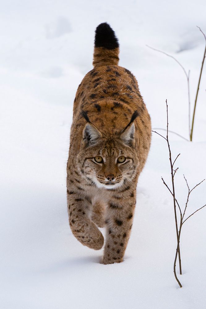 A European lynx-on the move in Bavarian Forest National Park Germany art print by Sergio Pitamitz for $57.95 CAD