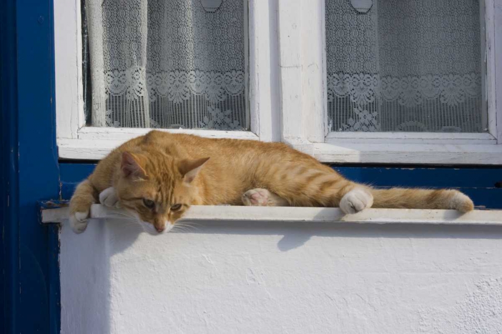 Greece, Mykonos Curious orange tabby cat art print by Bill Young for $57.95 CAD