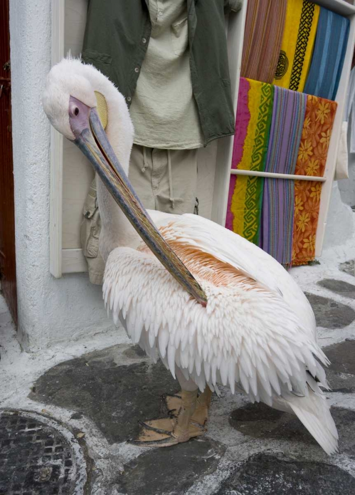 Greece, Mykonos, Hora Pelican grooming in alley art print by Bill Young for $57.95 CAD