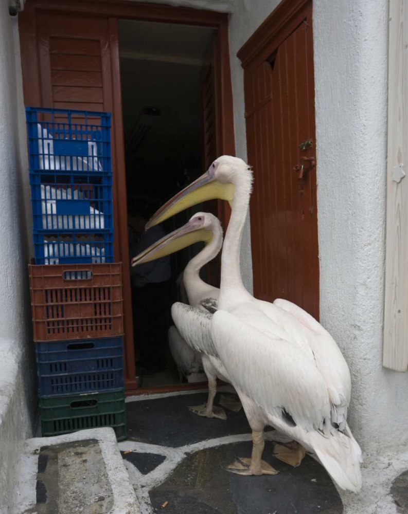 Greece, Mykonos, Hora Two pelicans in restaurant art print by Bill Young for $57.95 CAD