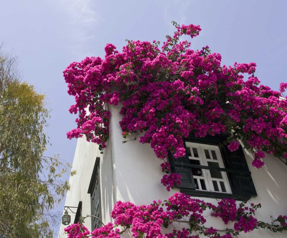 Greece, Mykonos, Hora Bougainvillea flowers art print by Bill Young for $57.95 CAD