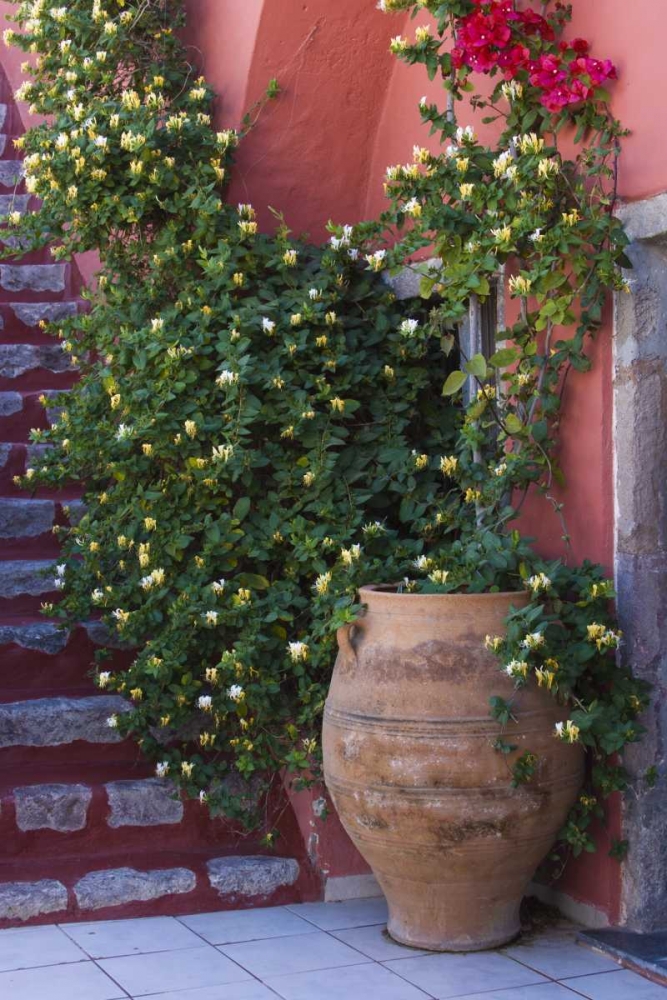 Greece, Santorini Pot with honeysuckle vine art print by Bill Young for $57.95 CAD