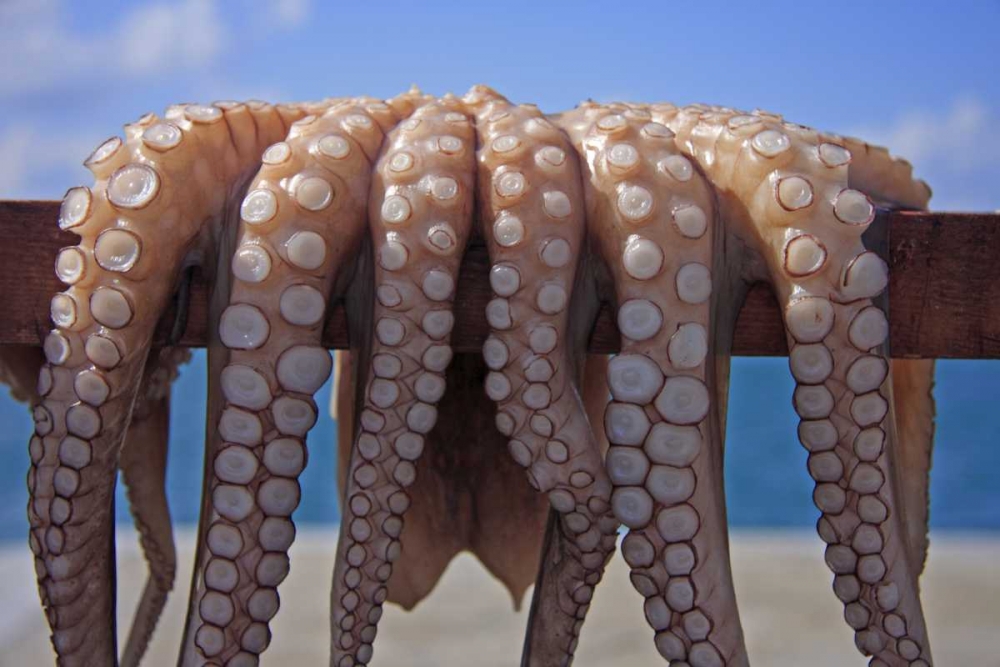 Greece, Cyclades Fresh caught octopus drying art print by Nancy Noble Gardner for $57.95 CAD