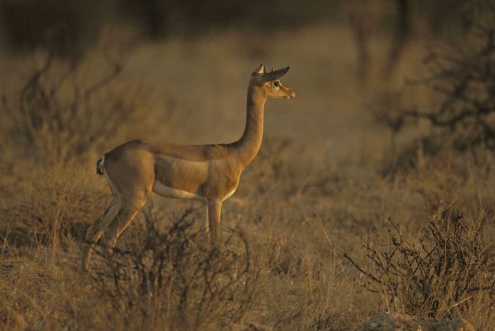 Kenya, Samburu NP Male gerenuk stands alert art print by Don Grall for $57.95 CAD