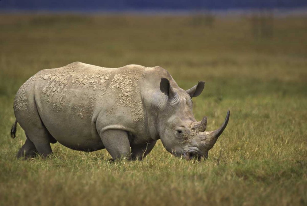 Kenya, Lake Nakuru NP Northern white rhinoceros art print by Don Grall for $57.95 CAD