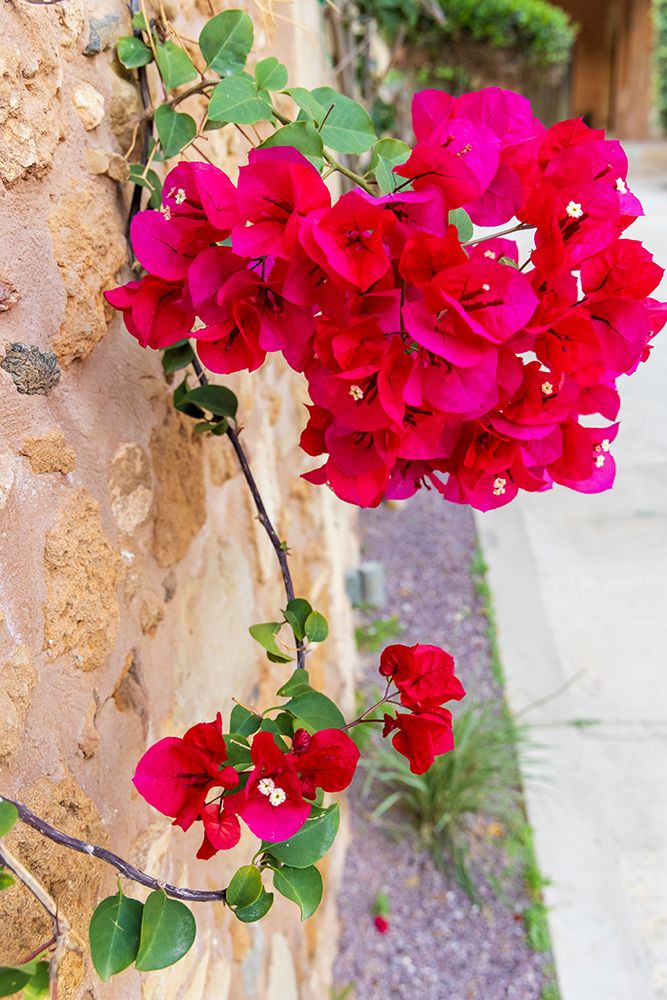 Greece, Crete, Chania, Old Town. Red bougainvillea flowers and vine on old stone wall. art print by Emily M. Wilson for $57.95 CAD
