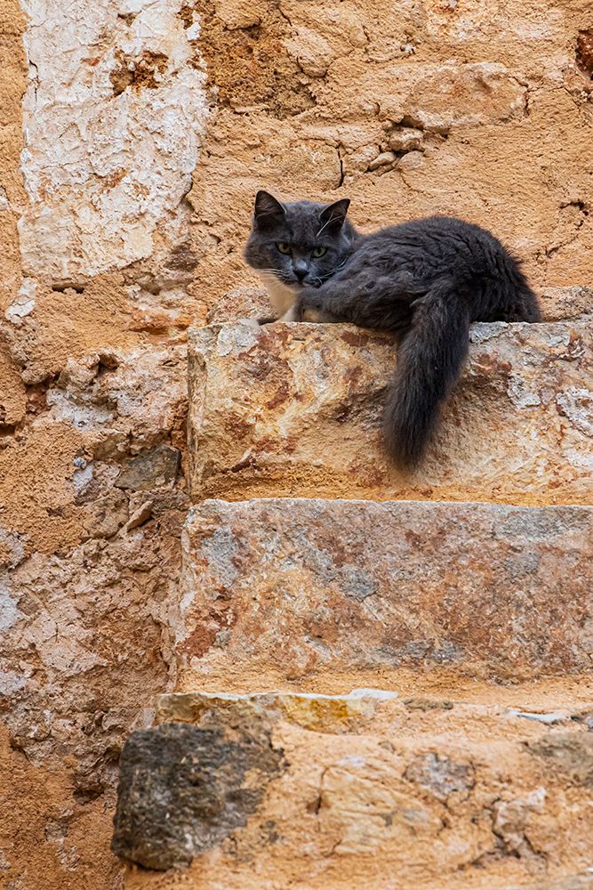 Cat atop old stone steps. Greece, Crete, Chania, Old Town. art print by Emily M. Wilson for $57.95 CAD