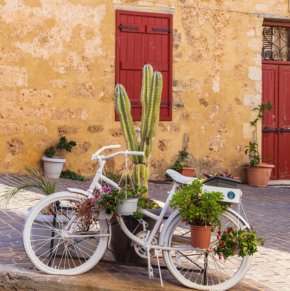 Greece, Crete, Chania, Old Town. White bicycle and cactus. art print by Emily M. Wilson for $57.95 CAD
