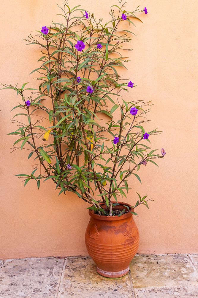 Greece, Crete, Akrotiri. Agia Triada (Holy Trinity) Monastery. Mexican petunia in a pot. art print by Emily M. Wilson for $57.95 CAD