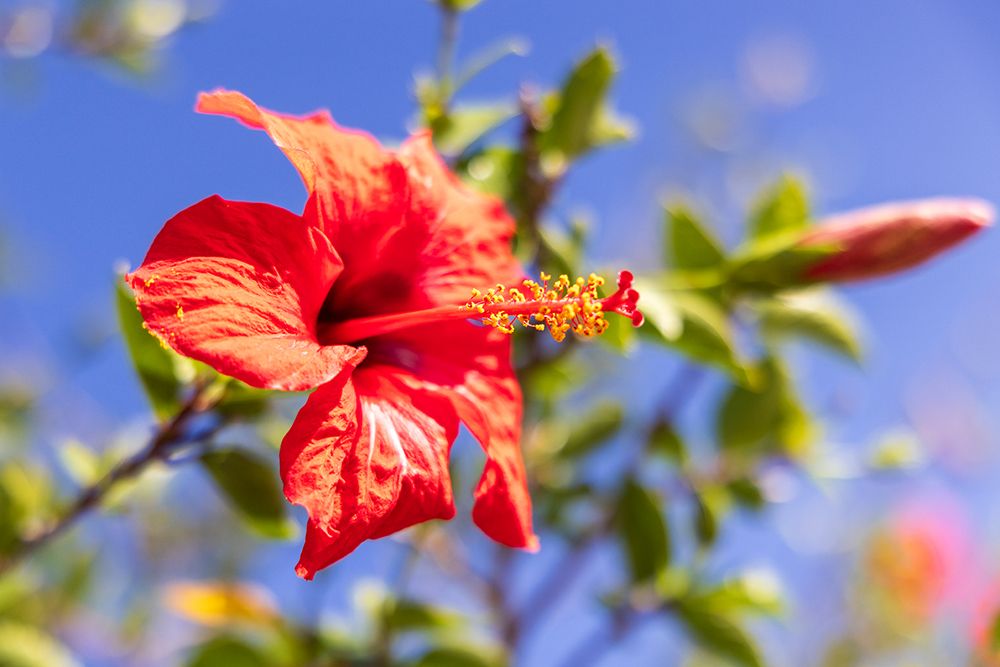 Red Hibiscus flower, in the mallow family, Malvaceae. Greece, Crete, Chania. Aptera. art print by Emily M. Wilson for $57.95 CAD