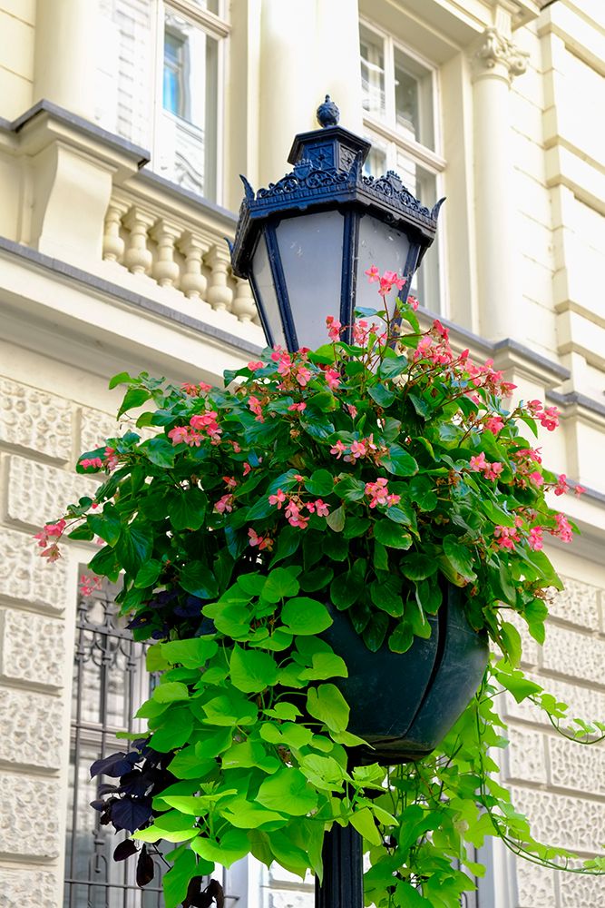 Budapest, Hungary. Quaint lamppost with flowers art print by Julien McRoberts for $57.95 CAD