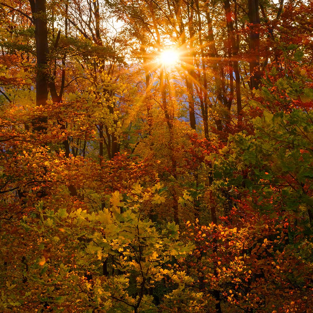 Autumn in the forest of the Koszeg mountains-Geschriebenstein- Hungary art print by Martin Zwick for $57.95 CAD