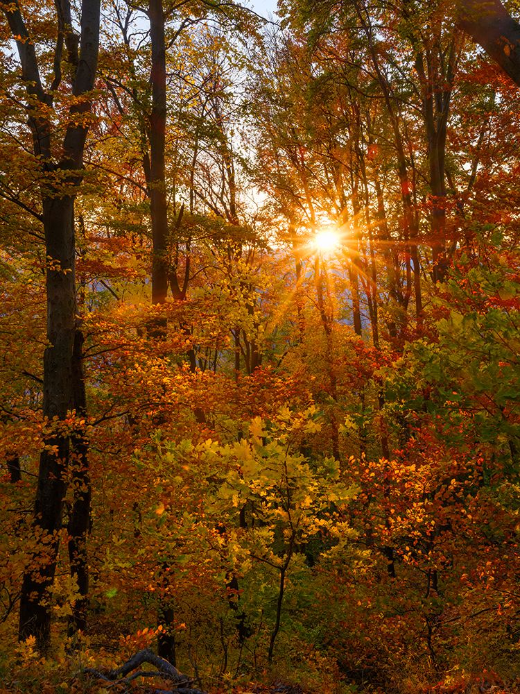 Autumn in the forest of the Koszeg mountains-Geschriebenstein- Hungary art print by Martin Zwick for $57.95 CAD