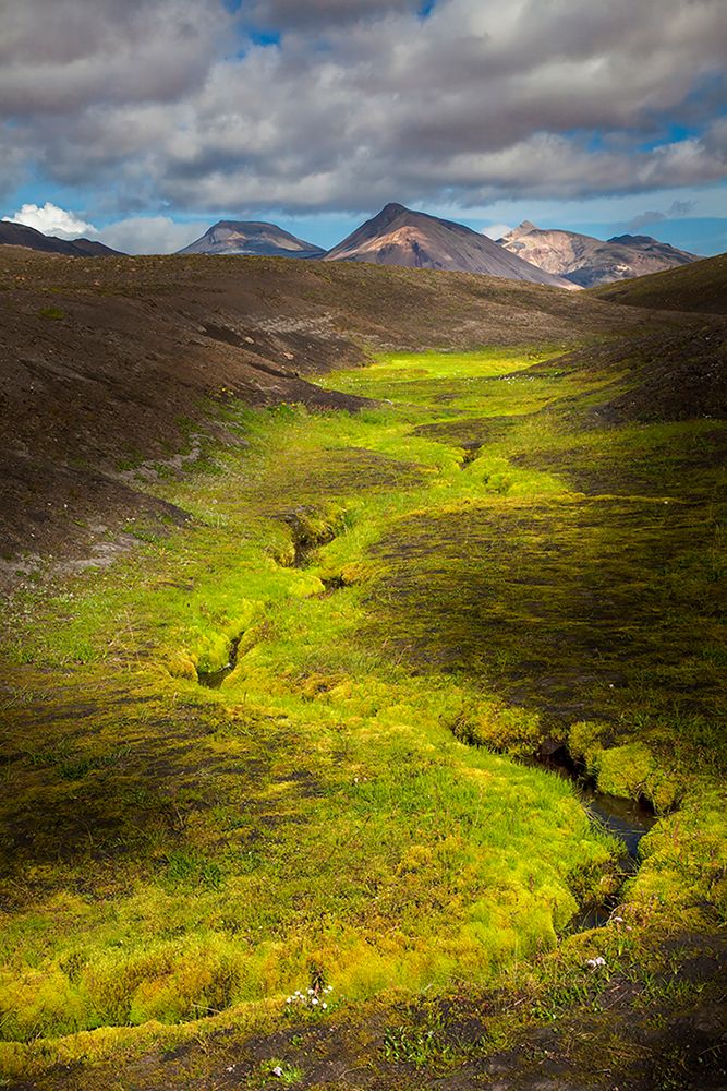 Colorful lichen along small stream in the mountains-Iceland art print by Adam Jones for $57.95 CAD
