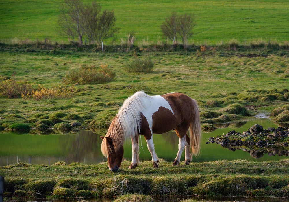 Iceland. Horse grazes in southern Iceland. art print by Alison Wright for $57.95 CAD