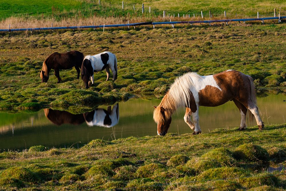 Iceland. Horse grazes on the green grasses in southern Iceland. art print by Alison Wright for $57.95 CAD