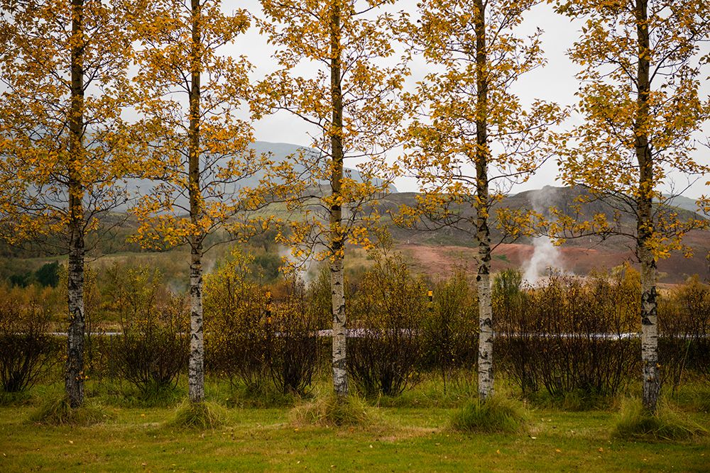 Iceland. Geothermal activity can be seen behind the row of Aspen trees in the valley of Haukadalur. art print by Alison Wright for $57.95 CAD