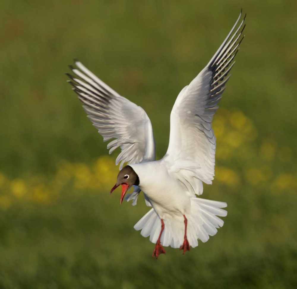 Iceland, Hethnar Black-headed gull screams art print by Arthur Morris for $57.95 CAD