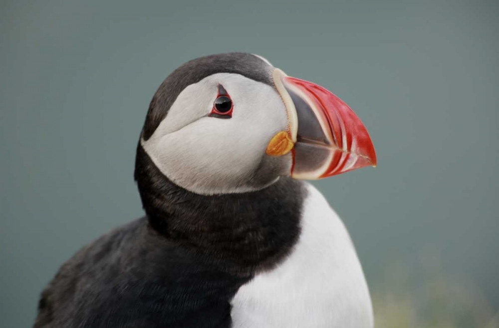 Iceland, Ingolfshofdi Profile of Atlantic puffin art print by Arthur Morris for $57.95 CAD