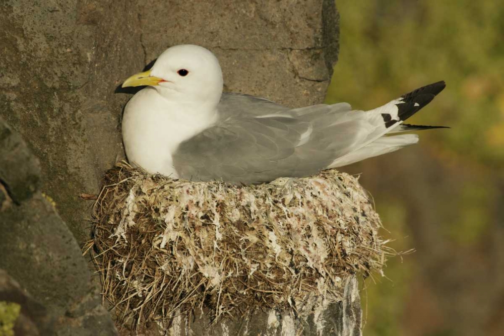 Iceland, Latrabjarg Black-legged kittiwake art print by Arthur Morris for $57.95 CAD