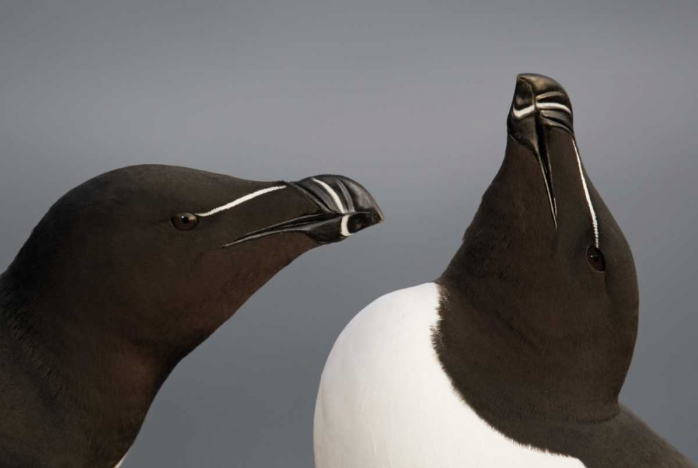 Iceland, Latrabjarg Razorbills in courtship art print by Arthur Morris for $57.95 CAD
