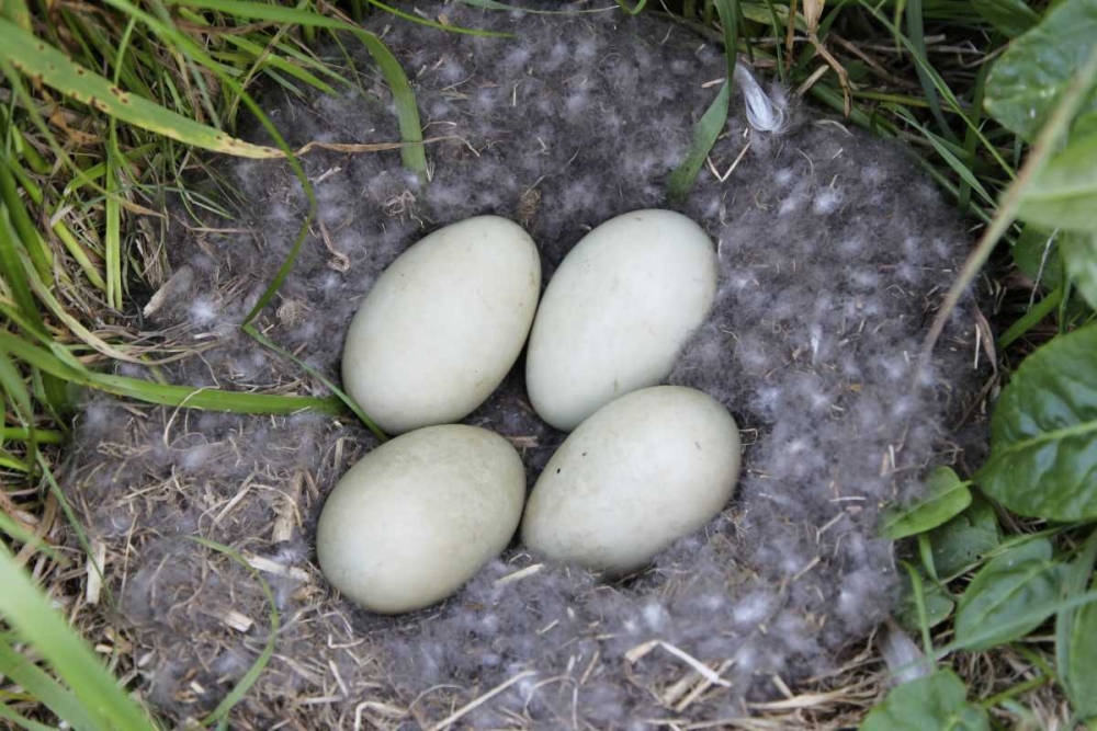 Iceland, Snaefellsnes Common eider nest and eggs art print by Arthur Morris for $57.95 CAD