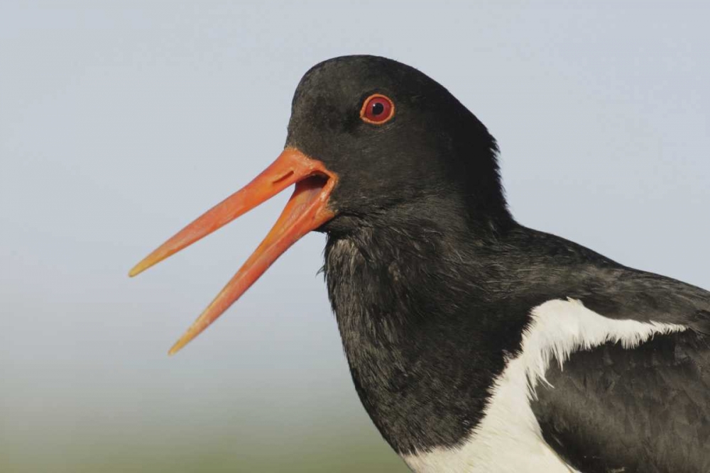Iceland, Snaefellsnes Eurasian oystercatcher art print by Arthur Morris for $57.95 CAD