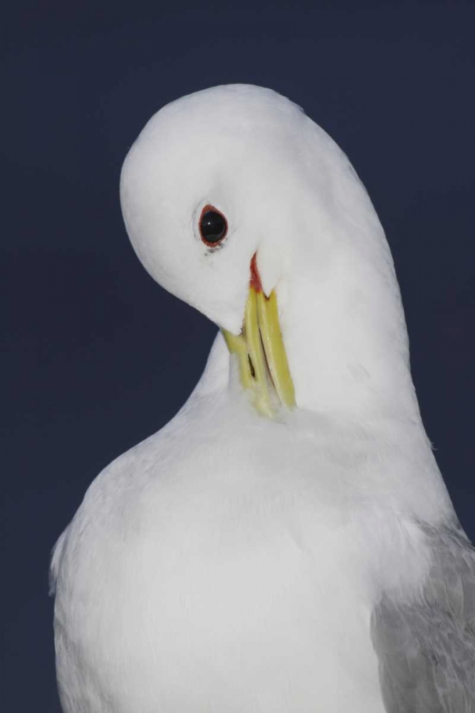 Iceland, Latrabjarg Black-legged kittiwake art print by Arthur Morris for $57.95 CAD