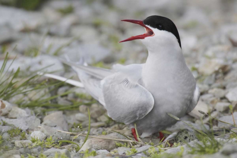 Iceland Artic tern screams while guarding egg art print by Arthur Morris for $57.95 CAD