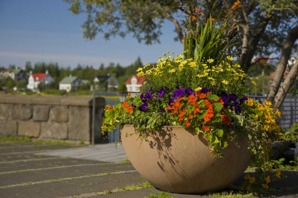Iceland, Reykjavik A large flower-filled vase art print by Don Grall for $57.95 CAD