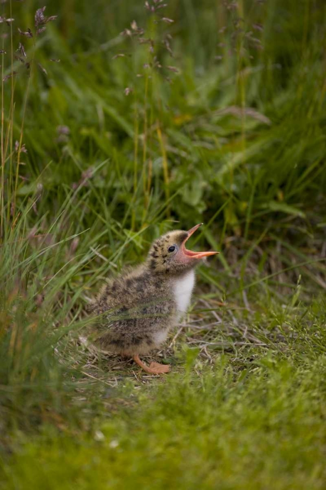 Iceland, Snaefellsnes A newborn Arctic tern art print by Don Grall for $57.95 CAD