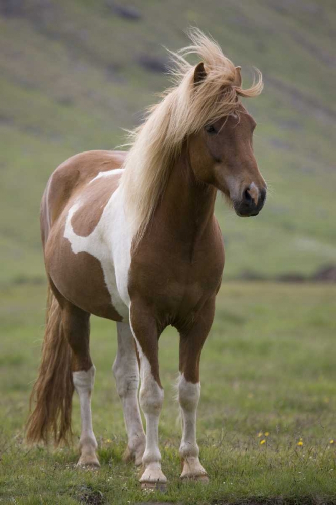 Iceland, Snaefellsnes Peninsula Icelandic horse art print by Don Grall for $57.95 CAD