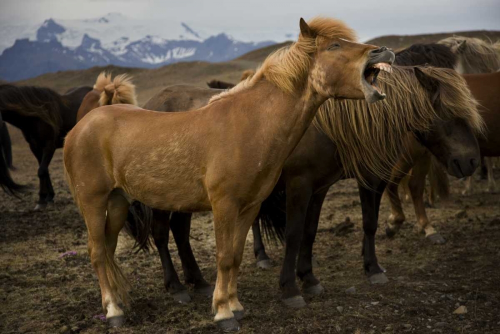 Iceland, Jokulsarlon An Icelandic horse yawning art print by Don Grall for $57.95 CAD