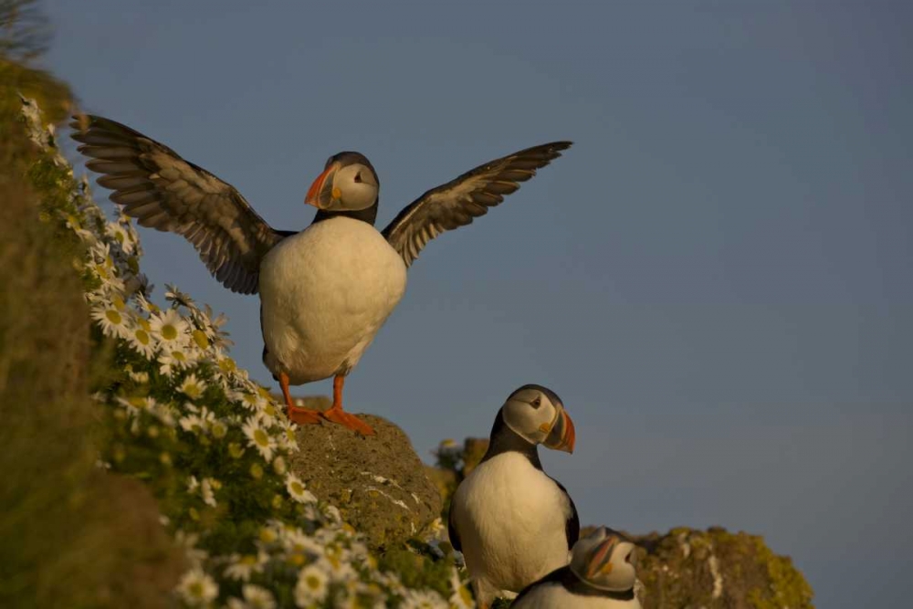 Iceland, Latrabjarg Atlantic puffin on cliff art print by Don Grall for $57.95 CAD