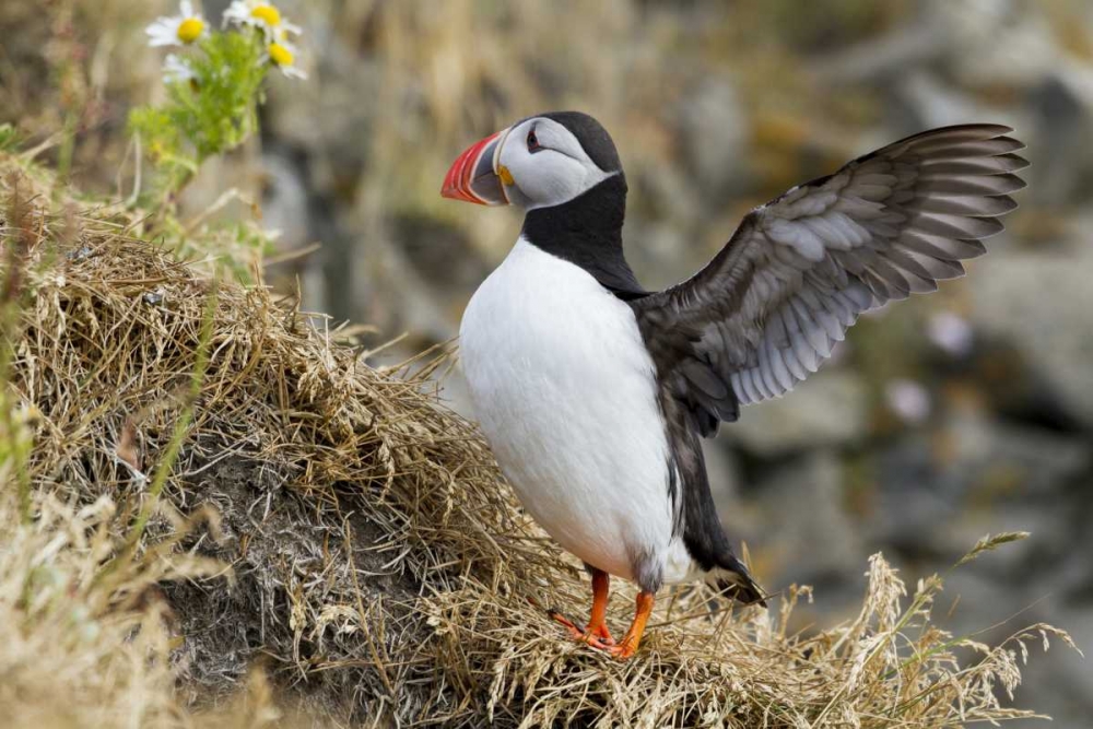 Iceland Close-up of puffin flapping its wings art print by Bill Young for $57.95 CAD