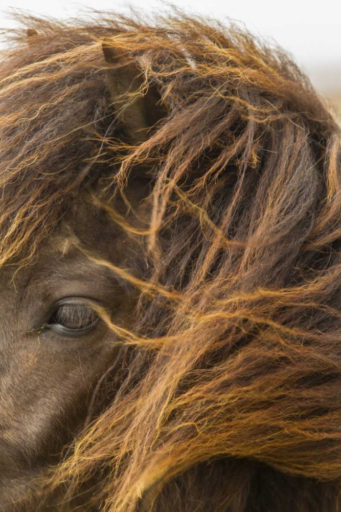 Europe, Iceland Icelandic horses head art print by Cathy and Gordon Illg for $57.95 CAD