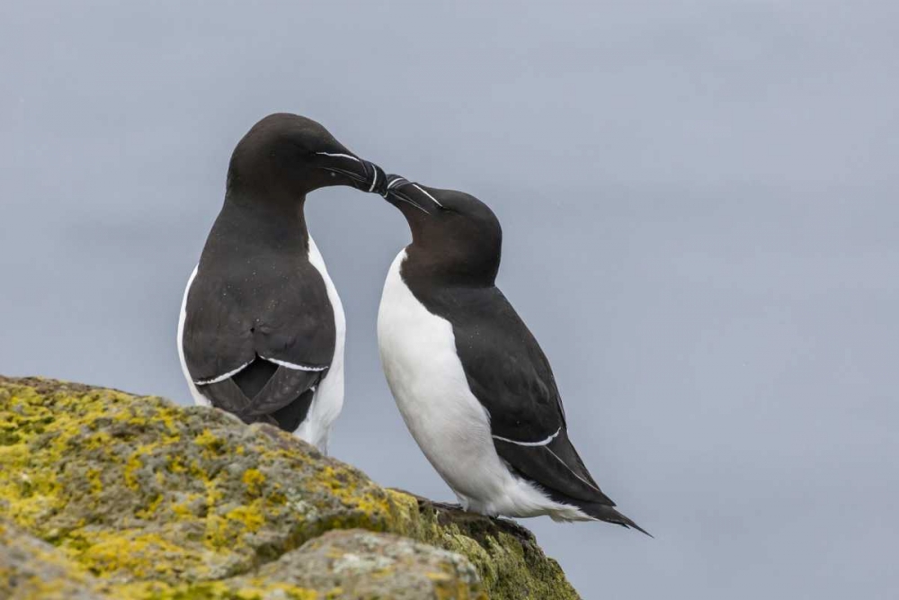 Iceland, Latrabjarg Razorbills in courtship art print by Cathy and Gordon Illg for $57.95 CAD