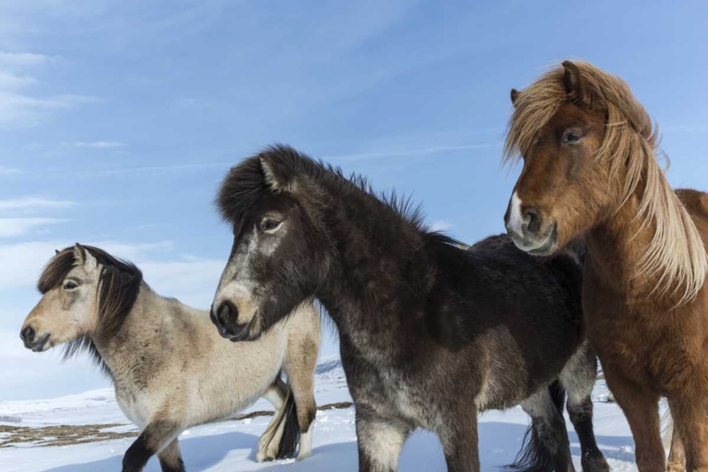 Iceland Icelandic horses art print by Bill Young for $57.95 CAD